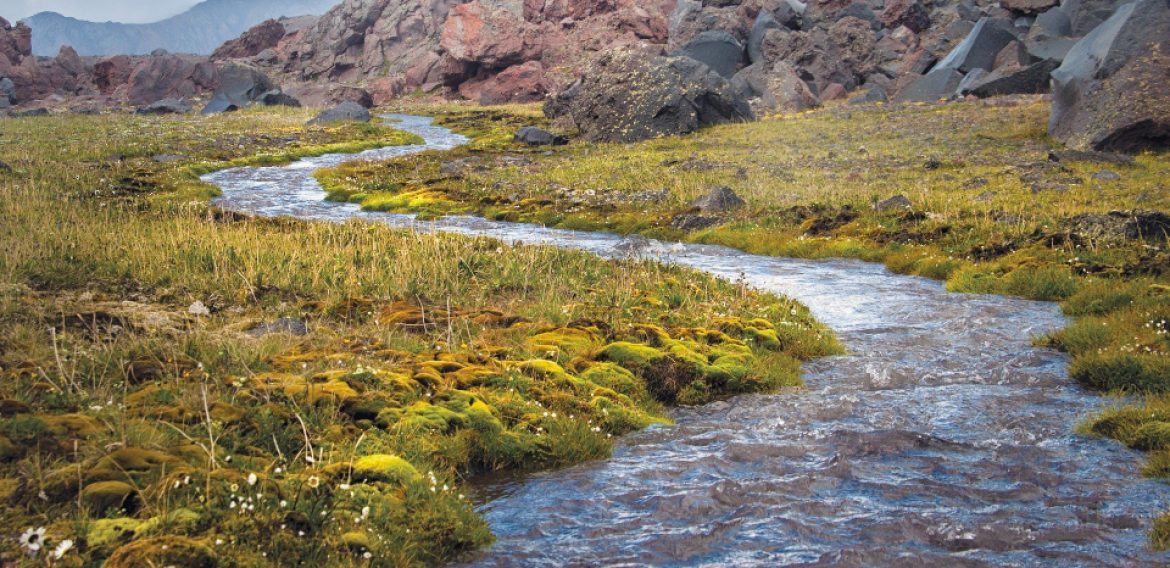 Floraciones de cianobacterias en sistemas acuáticos